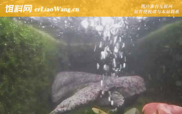 娃娃鱼:病害防治