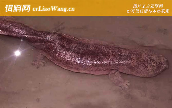 娃娃鱼:生活习性