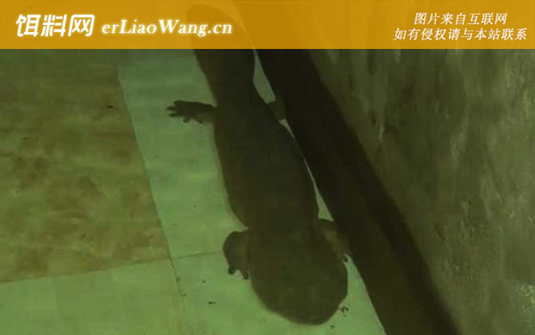 娃娃鱼:分布范围