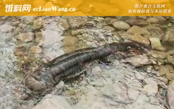 娃娃鱼:生活习性