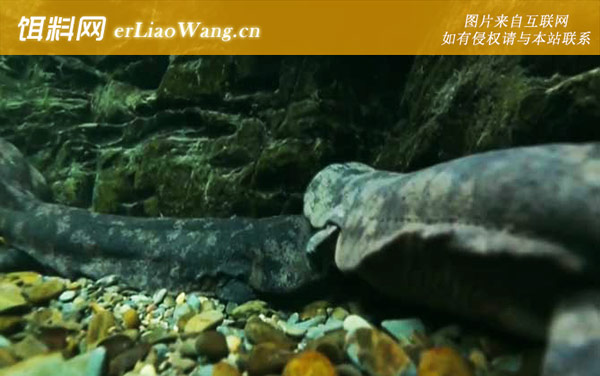 美国大鲵:美国大鲵