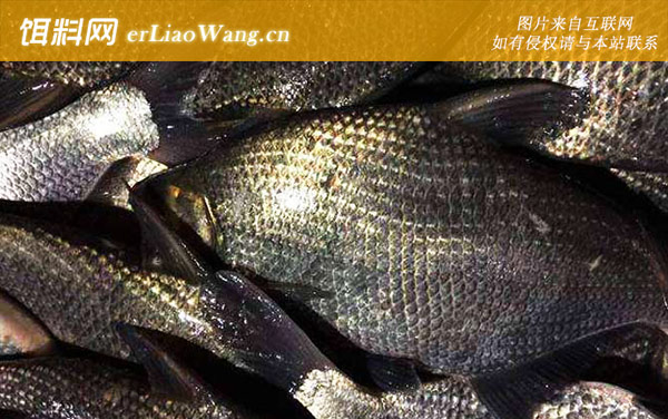 武昌鱼:产地分布