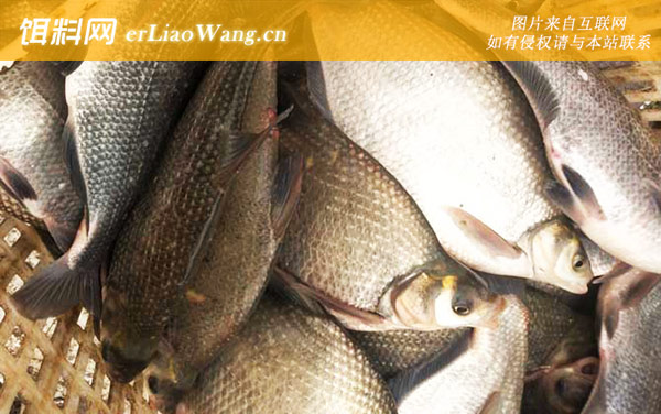 武昌鱼:食用价值