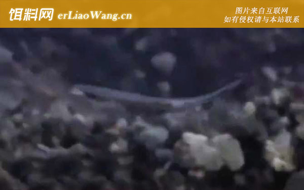 文昌鱼:分布范围