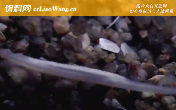 文昌鱼:种类划分