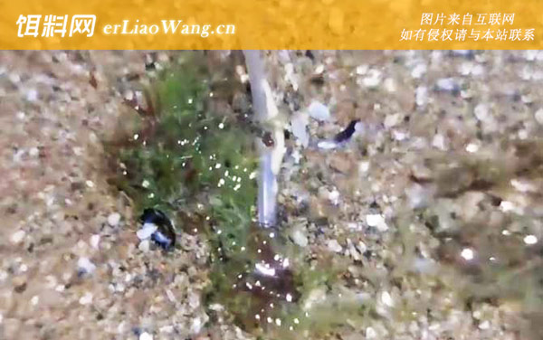 文昌鱼是鱼吗-种类划分