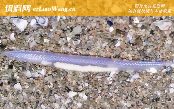 文昌鱼:生活习性