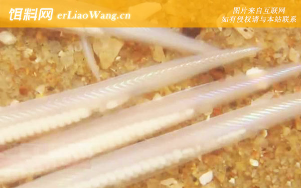 文昌鱼:生活习性