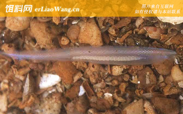 文昌鱼:分布范围