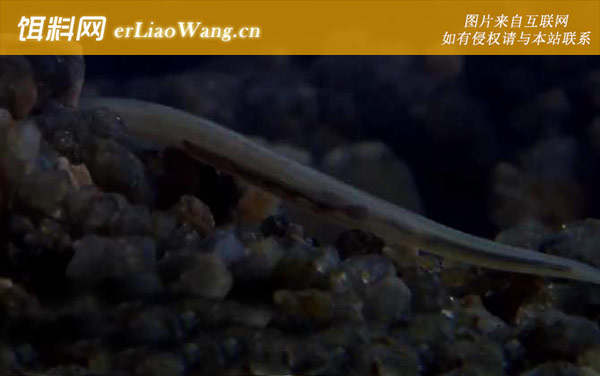 文昌鱼:生活习性