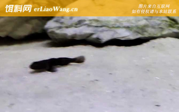 虾虎鱼:生活习性