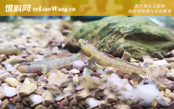 虾虎鱼:种类划分