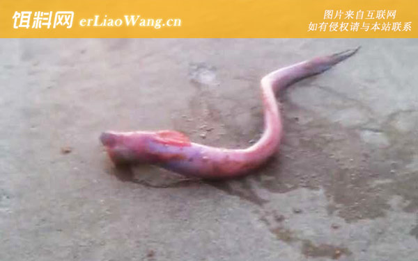狼牙虾虎鱼是什么鱼-生活习性