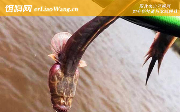 须鳗虾虎鱼:分布范围