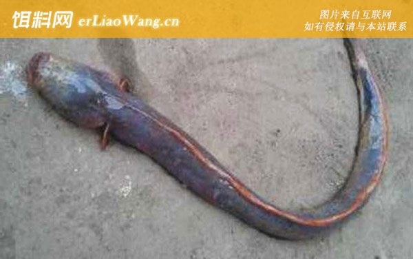 须鳗虾虎鱼是什么鱼-生活习性