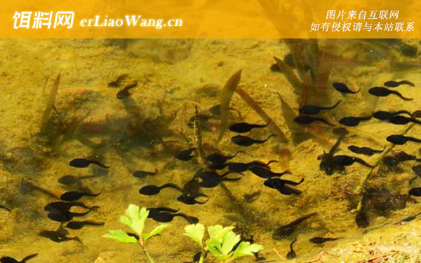 小蝌蚪:食物习性