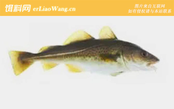 狭鳕:格陵兰鳕鱼