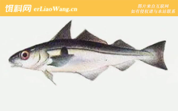 北极鳕:黑线鳕