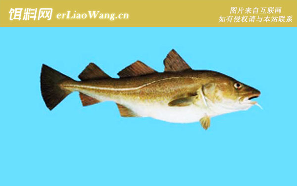 牙鳕:北极鳕