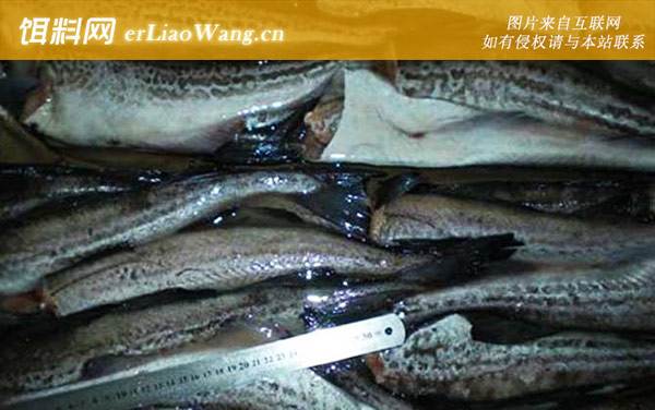 鳕鱼价格多少钱一斤-食用价值