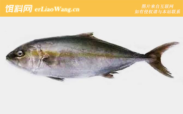 鳕鱼和油鱼的区别-真假鉴别