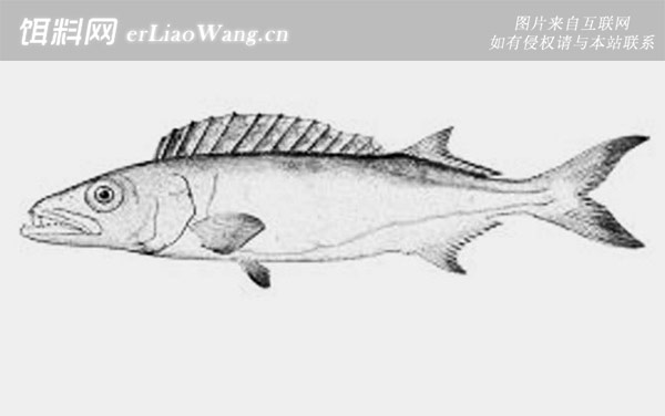 龙鳕鱼:分布范围