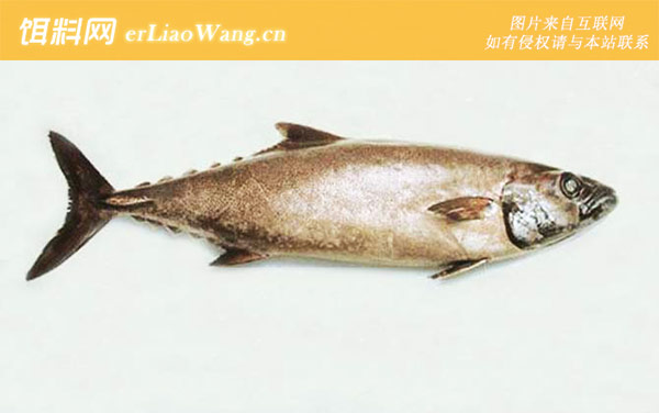 龙鳕鱼:生活习性