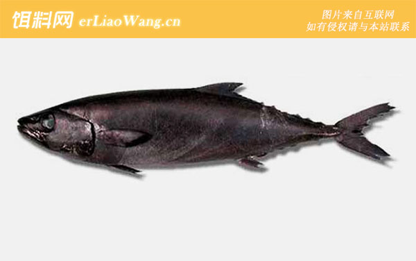 水鳕鱼:生活习性