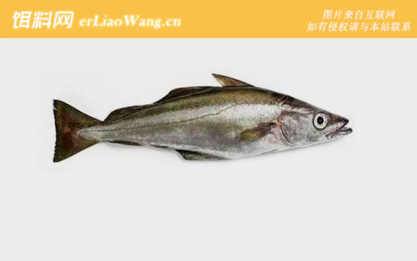 银鳕鱼:生活习性