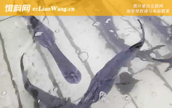 鸭嘴鱼:生活习性