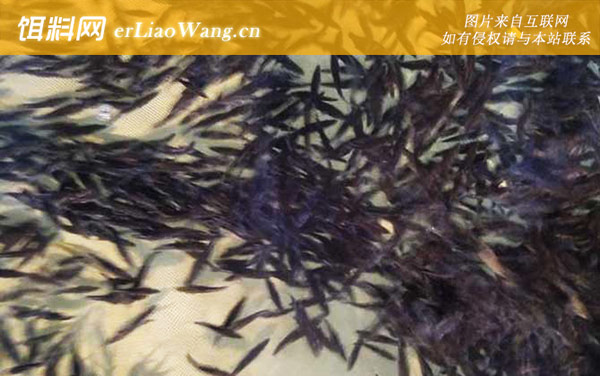 鸭嘴鱼:生活习性