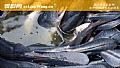 《鸭嘴兽鱼是什么鱼?》封面图