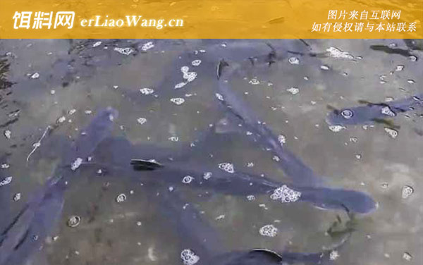 鸭嘴兽鱼:分布范围