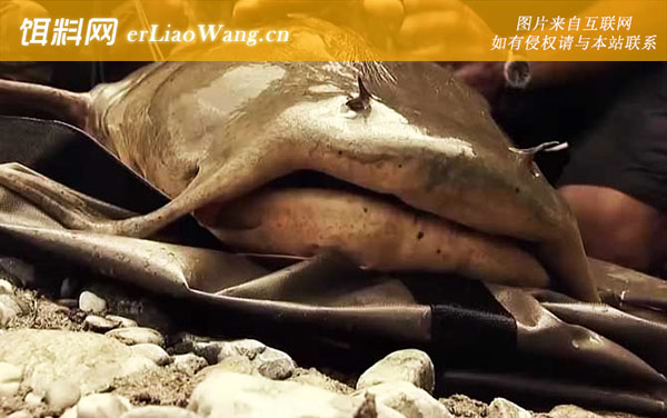 坦克鸭嘴鱼:分布范围