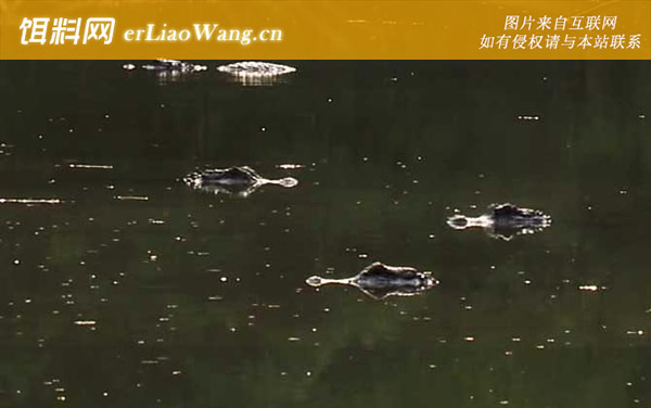 扬子鳄:分布范围