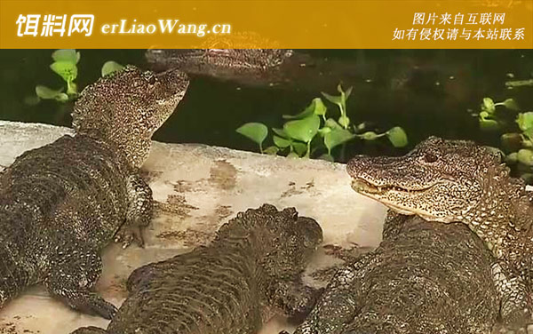 扬子鳄是什么鳄鱼-生活习性