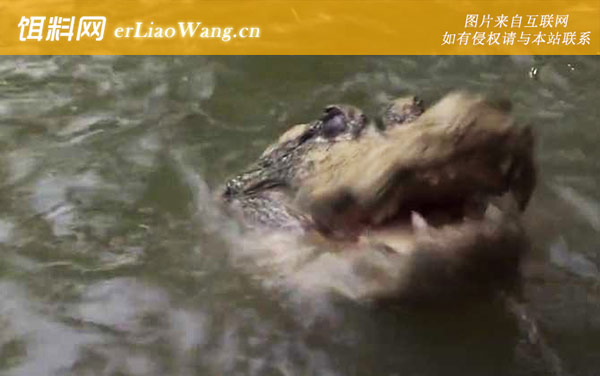 扬子鳄:种群现状