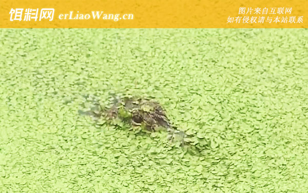 扬子鳄:保护级别