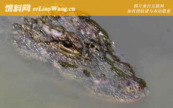 扬子鳄:生活习性