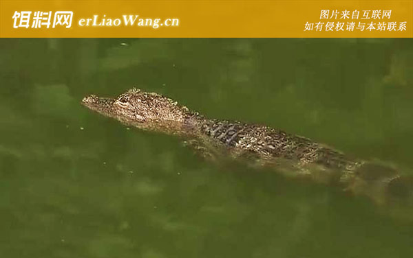 扬子鳄:生活习性
