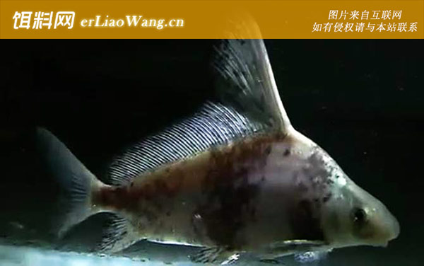 胭脂鱼:分布范围