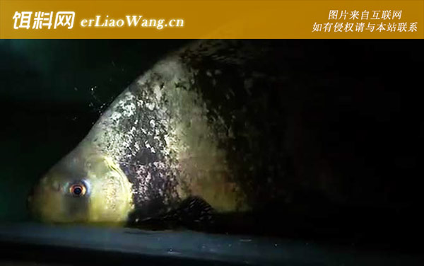 胭脂鱼:生活习性