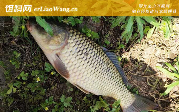 谷麦钓法:钓点选择