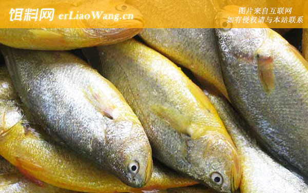 大黄鱼:产地分布