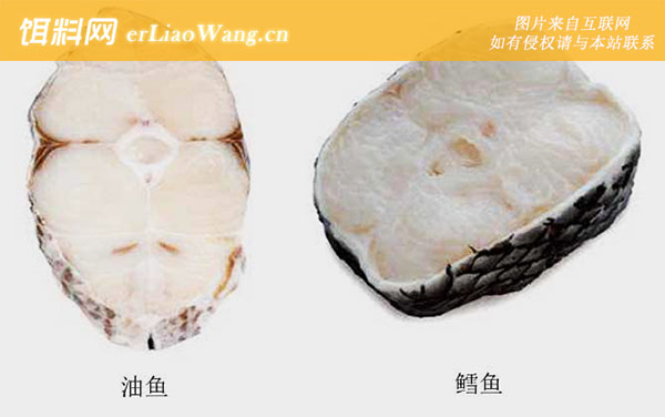 油鱼是什么鱼-真假鉴别