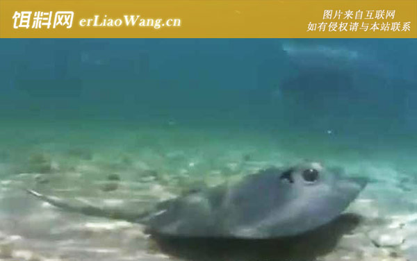 鳐鱼是什么鱼-物种分类