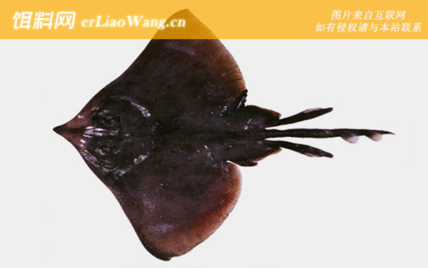 无鳍鳐科:拟鳐科