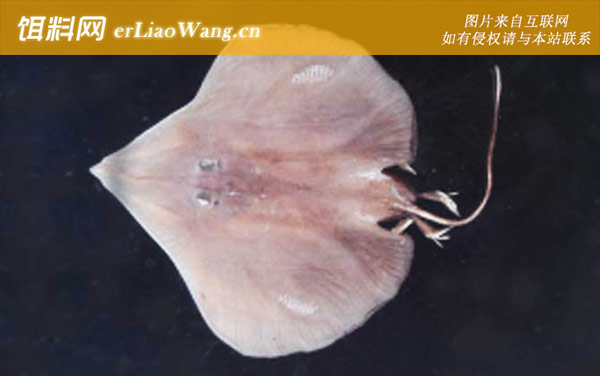 圆犁头鳐科:无鳍鳐科