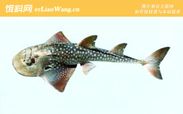 尖犁头鳐科:圆犁头鳐科