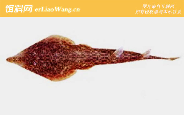 犁头鳐科:尖犁头鳐科